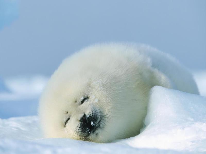 lazyseal.jpg